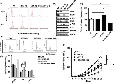 Effects Of Her3‐ Andor Met‐ko On The Cell Proliferation Cell‐cycle Download Scientific