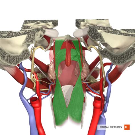 Muscles Of The Soft Palate Flashcards Quizlet