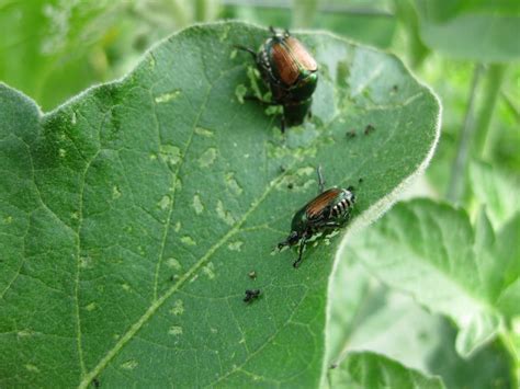 Japanese Beetle Control Bonnie Plants