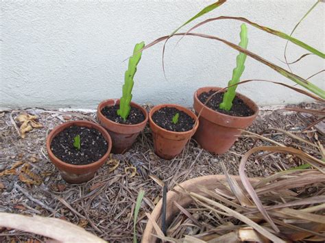 Propagating Dragon Fruit From Cuttings Gardenerd