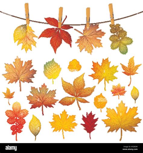 Colorful Autumn Leaves Set Vector Stock Vector Image And Art Alamy