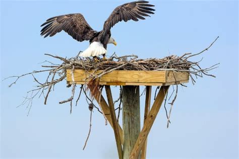 How Big Is A Bald Eagle Nest? | Earth Life