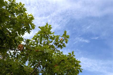 Free picture: clear sky, blue sky, trees, clouds, leaves