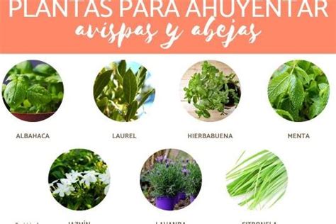 Plantas Para Ahuyentar Mosquitos Moscas Y Avispas Una Soluci N