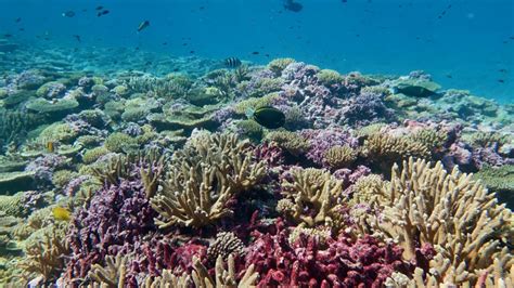 Noaa Awards More Than 93 Million To Advance Coral Reef Conservation