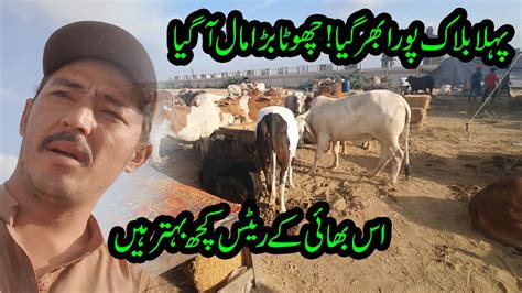 Northern Bypass Karachi Mandi 2023 L Heavy Bull Unloading L Heavy Cow