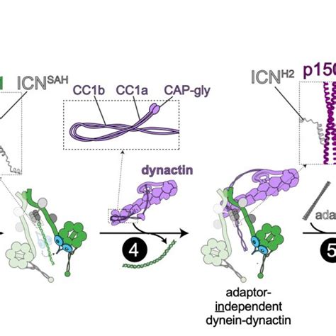 Model For Dynein Activation 1 Dynein Stochastically Switches Between