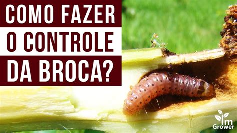 Como controlar a broca da sua horta orgânica YouTube