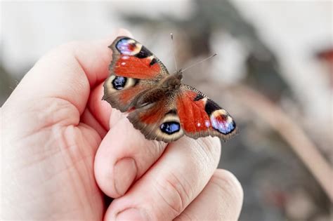 La Mariposa Ojo De Pavo Real Se Sienta En La Mano De Un Hombre Foto