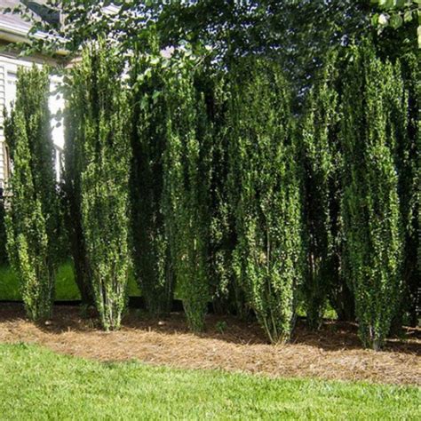Sky Pencil Holly Americas Gardens Nursery