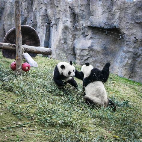 Pandas Shanghai Zoo — Stock Photo © innervision #265597144