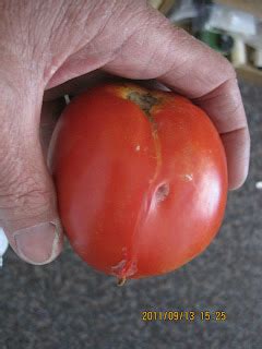 Swift S Gardening Blog Swift Horticultural Enterprises LLC Tomato