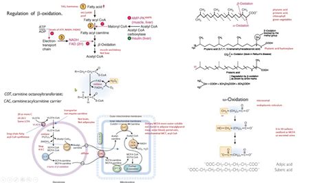 Regulaci N Beta Oxidaci N Peroxisoma Alfa Omega Bioquimica Biochemistry