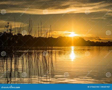 Amazonia stock photo. Image of america, calmness, bend - 275662106