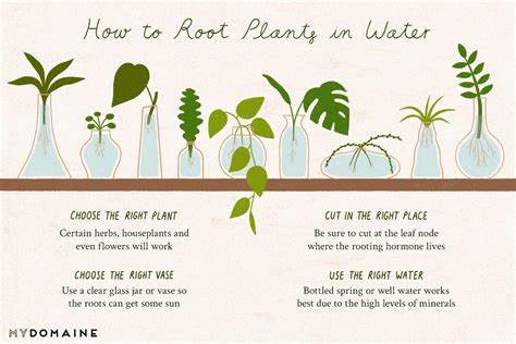 Rooting Plants In Water Is The Easiest Floral Trend