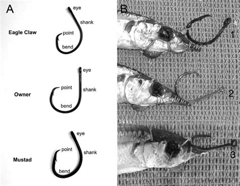 Fishing Hook Types And Uses