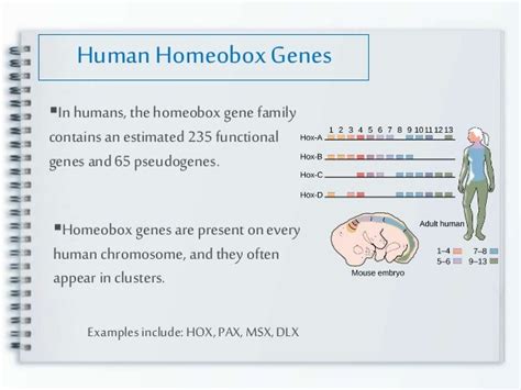 Embryonal Homeobox Genes