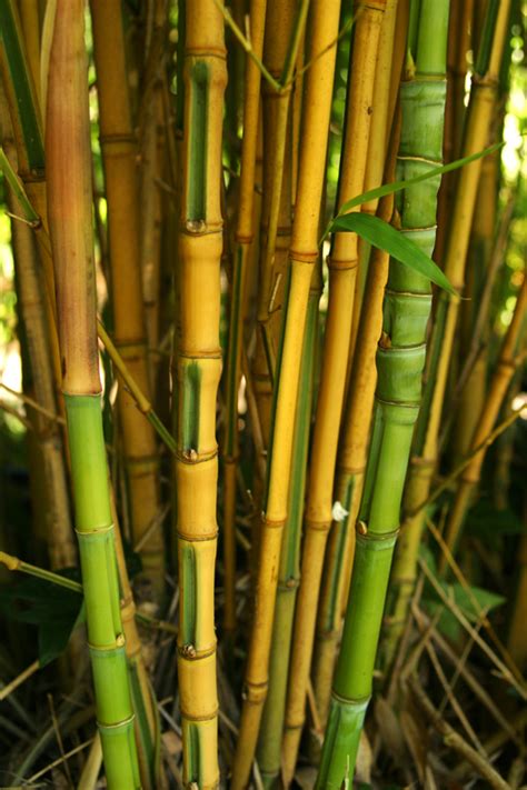 Phyllostachys Aurea Koi Phao Bamboo Sourcery Nursery And Gardens