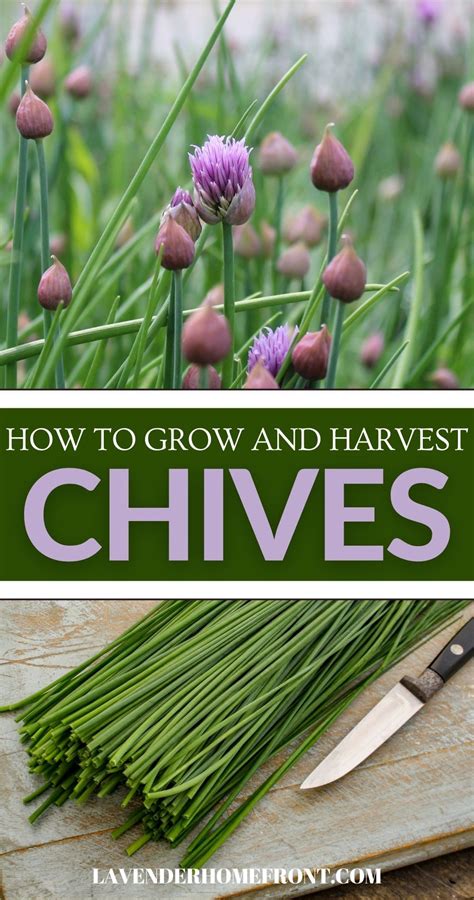 How To Grow Chives In 2021 Growing Chives Harvesting Chives