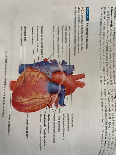 Figures Importantes Physio Examen Flashcards Quizlet