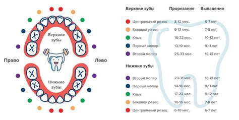 Прорезывание зубов график: Порядок прорезывания зубов