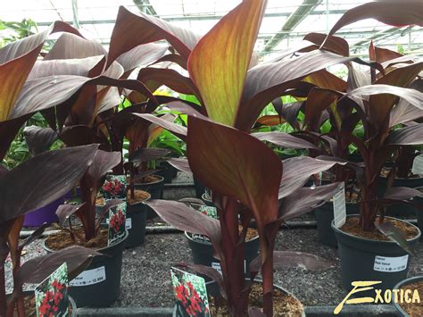 Canna Red Velvet Plantencentrum Exotica