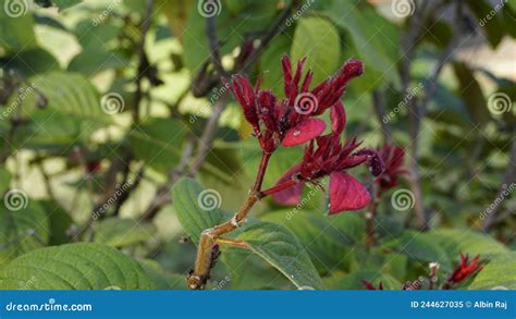 Mussaenda Erythrophylla Also Known As Ashanti Blood Stock Image Image