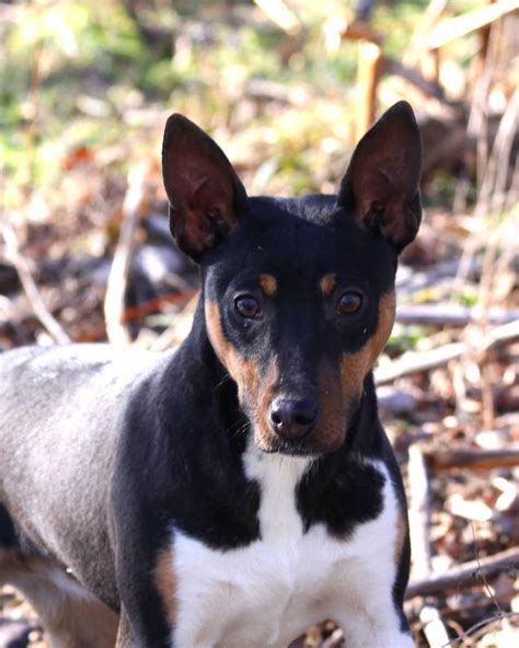 Seegmiller Standard Rat Terriers Contact Us