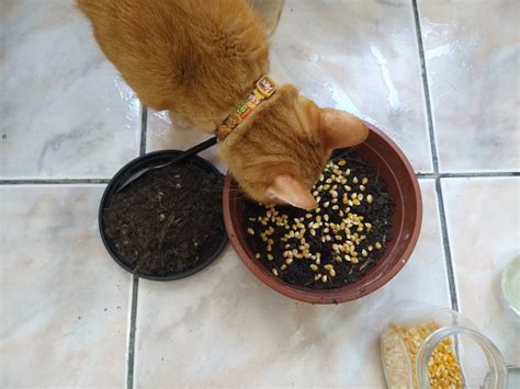 Passo A Passo De Como Plantar Grama De Milho De Pipoca Para Gatos