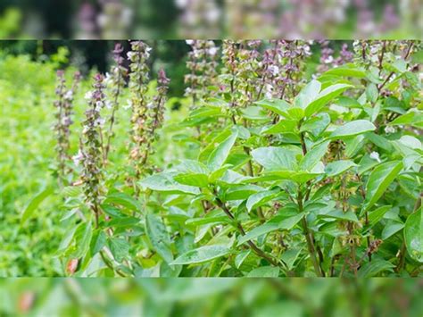 Tulsi Ke Patton Ke Upay Tulsi Leaves Benefits And Remedies Tulsi