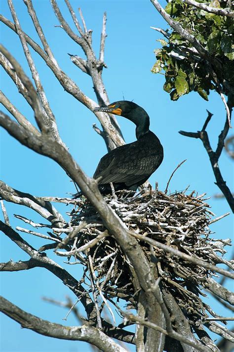 Double-crested Cormorant Nesting Photograph by Christopher Swann ...