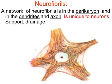 Neurofibrils