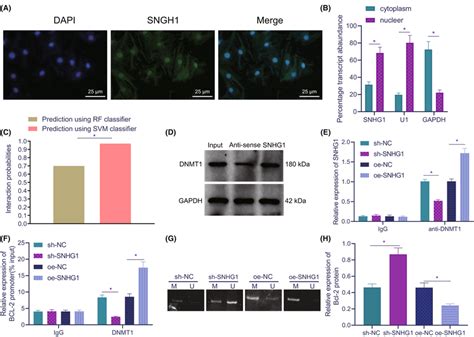 Lncrna Snhg1 Inhibits Bcl‐2 Expression Through Dnmt1 A Cell