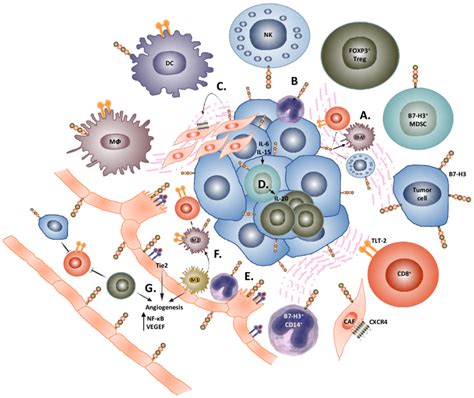 Role Of B H In The Tumor Microenvironment B H Expression Is