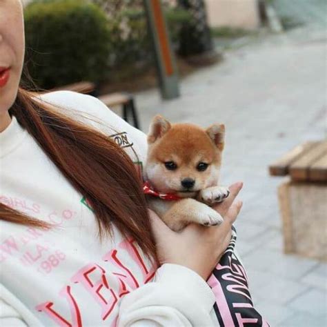 Sophia Female Teacup Shiba Inu Mini Teacup Puppies Inc