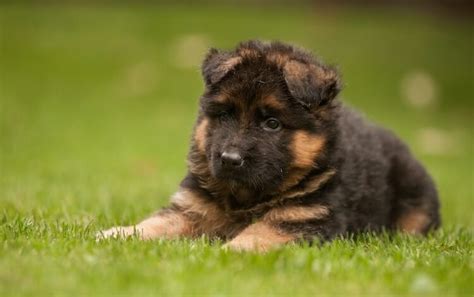 King Shepherd: History, Temperament, Care, Training, Diet, Pics