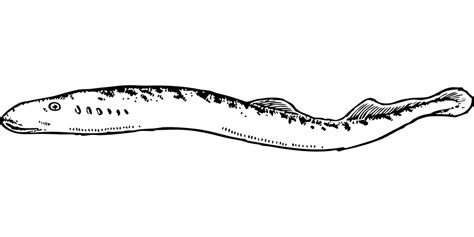 Collection Of Eel Png Black And White Pluspng