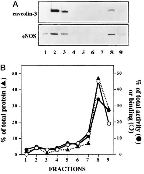 Fractionation Of Cardiac Myocytes A Distribution Of Caveolin 3 And