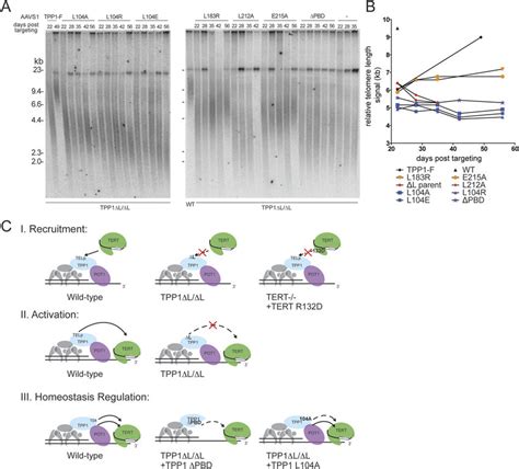 Tpp1 Separately Determines Telomerase Ability To Act On Telomeres And Download Scientific