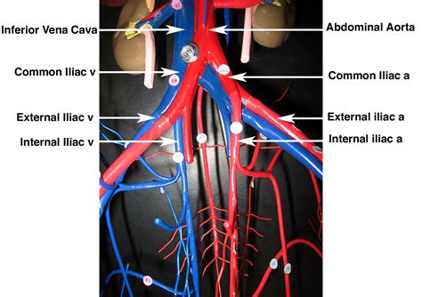 13+ Circulatory System Model Labeled | Robhosking Diagram