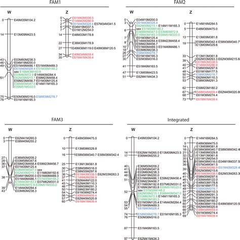 —separate And Integrated Linkage Maps Of The Sex Chromosomes From Fam1