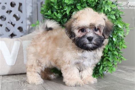 Kay Shih Poo Shihpoo Puppy For Sale Near Columbus Ohio Bfd D Ac