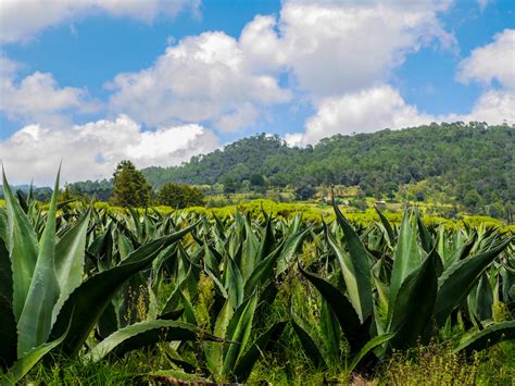 MIJITO SIGUE LA RUTA DEL PULQUE EN PUEBLA