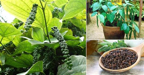 How To Grow Black Pepper Plant Growing Peppercorn