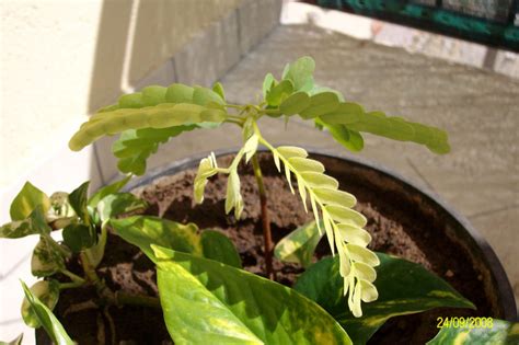 Tamarindo Tamarindus Indica