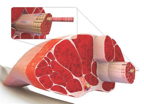 Muscoli Tipi Di Muscoli Classificazione Struttura E Funzione Anatomia Muscolare