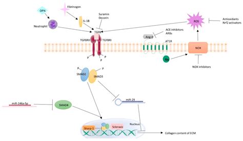 Ijms Free Full Text Role Of Transforming Growth Factor β In