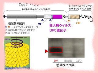 植物ウイルスベクター モザイクウイルスを用いたタバコ葉における狂犬病ウイルス G 蛋白の産生