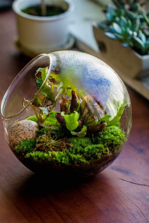 Shop Glass Sphere Terrarium With Cut — Ncypgarden