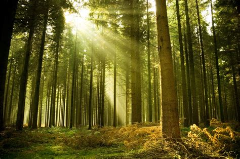 Sun Rays Through Forest Trees Wallpapers Wallpaper Cave